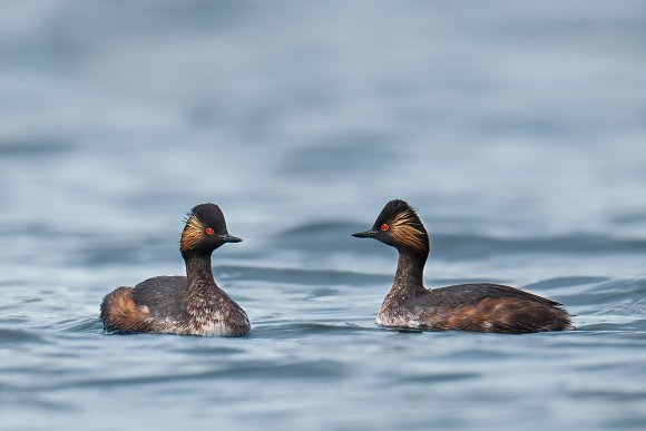 Svasso piccolo - Black necked grebe (Podiceps nigricollis)