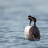 Svasso piccolo - Black necked grebe (Podiceps nigricollis)