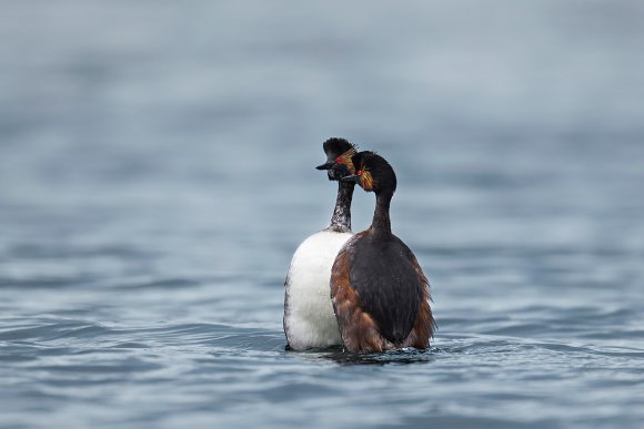 Svasso piccolo - Black necked grebe (Podiceps nigricollis)