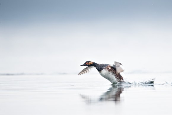 Svasso piccolo - Black-necked grebe