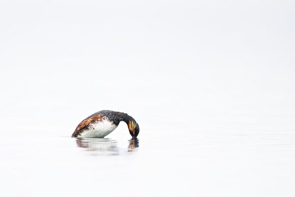 Svasso piccolo - Black-necked grebe