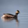 Svasso piccolo - Black-necked grebe