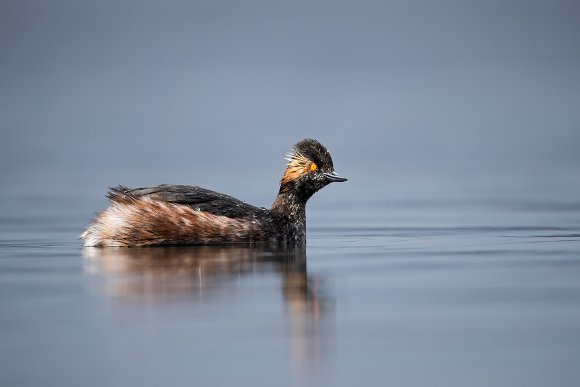 Svasso piccolo - Black-necked grebe