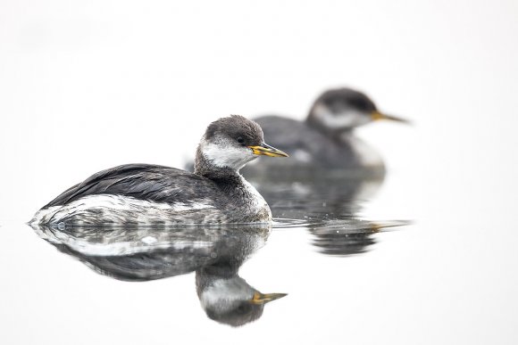 Svasso collorosso - Red necked grebe