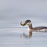 Svasso collorosso - Red necked grebe