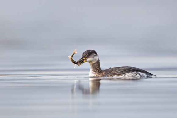 Svasso collorosso - Red necked grebe