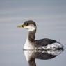 Svasso collorosso - Red necked grebe