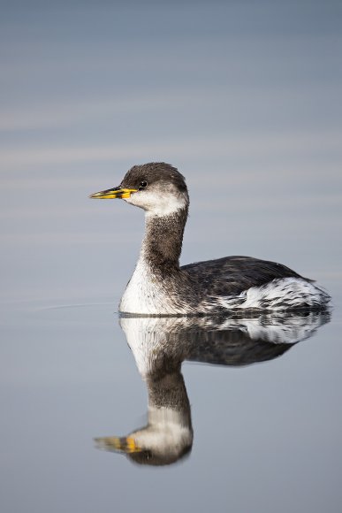 Svasso collorosso - Red necked grebe