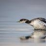 Svasso collorosso - Red necked grebe