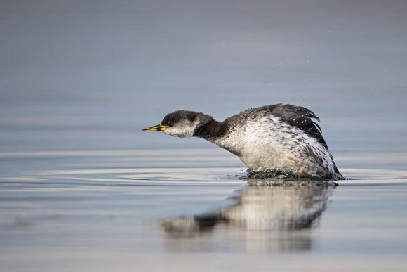 Svasso collorosso - Red necked grebe