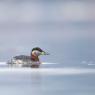 Svasso collorosso - Red necked grebe