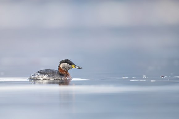 Svasso collorosso - Red necked grebe