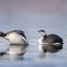 Red necked grebe sequence