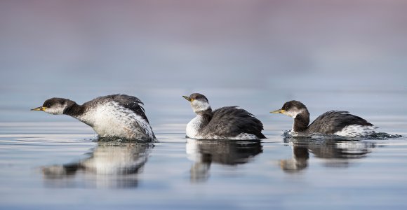 Red necked grebe sequence