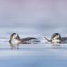 Red necked grebe sequence