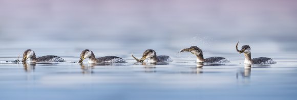 Red necked grebe sequence