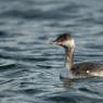 Svasso piccolo -  Black necked grebe (Podiceps nigricollis)