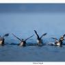 Svasso piccolo -  Black necked grebe (Podiceps nigricollis)