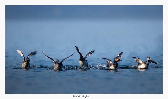 Svasso piccolo -  Black necked grebe (Podiceps nigricollis)