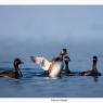 Svasso piccolo -  Black necked grebe (Podiceps nigricollis)