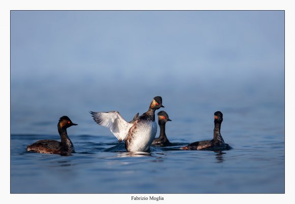 Svasso piccolo -  Black necked grebe (Podiceps nigricollis)