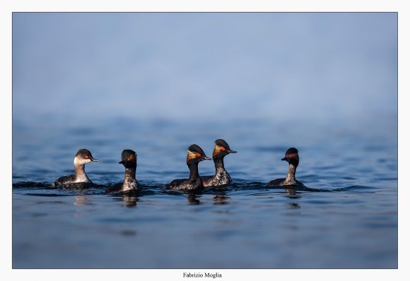 Svasso piccolo -  Black necked grebe (Podiceps nigricollis)