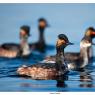 Svasso piccolo -  Black necked grebe (Podiceps nigricollis)