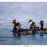 Svasso piccolo -  Black necked grebe (Podiceps nigricollis)