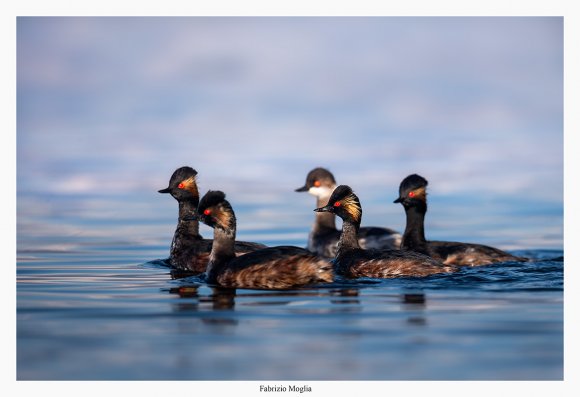 Svasso piccolo -  Black necked grebe (Podiceps nigricollis)