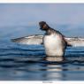 Svasso piccolo -  Black necked grebe (Podiceps nigricollis)