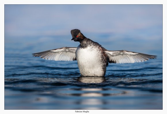 Svasso piccolo -  Black necked grebe (Podiceps nigricollis)