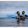 Svasso piccolo -  Black necked grebe (Podiceps nigricollis)