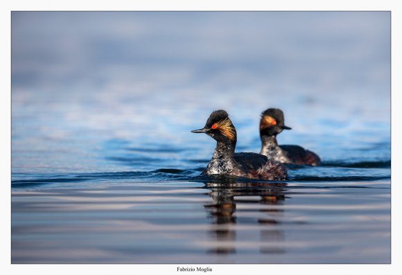 Svasso piccolo -  Black necked grebe (Podiceps nigricollis)