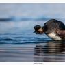 Svasso piccolo -  Black necked grebe (Podiceps nigricollis)