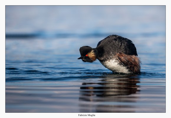 Svasso piccolo -  Black necked grebe (Podiceps nigricollis)