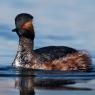 Svasso piccolo -  Black necked grebe (Podiceps nigricollis)