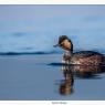 Svasso piccolo -  Black necked grebe (Podiceps nigricollis)