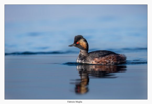 Svasso piccolo -  Black necked grebe (Podiceps nigricollis)