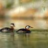 Svasso collorosso - Red-necked grebe (Podiceps grisegena)