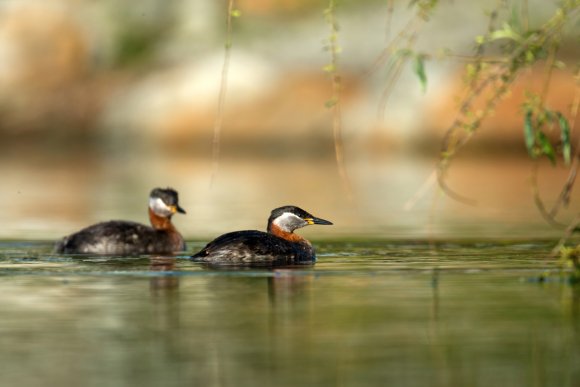 Svasso collorosso - Red-necked grebe (Podiceps grisegena)