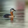 Svasso collorosso - Red-necked grebe (Podiceps grisegena)