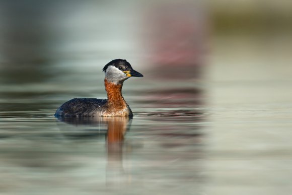 Svasso collorosso - Red-necked grebe (Podiceps grisegena)