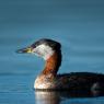 Svasso collorosso - Red-necked grebe (Podiceps grisegena)