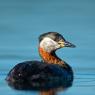 Svasso collorosso - Red-necked grebe (Podiceps grisegena)