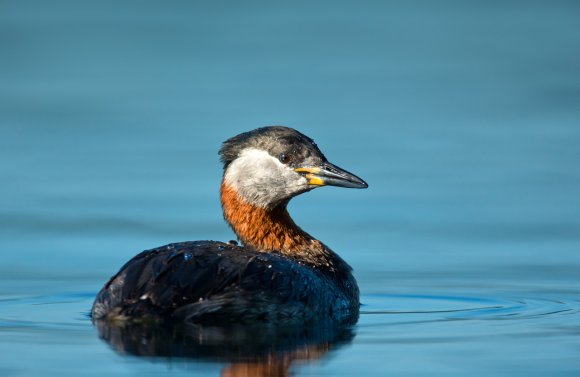 Svasso collorosso - Red-necked grebe (Podiceps grisegena)