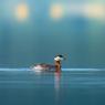 Svasso collorosso - Red-necked grebe (Podiceps grisegena)