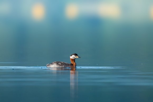 Svasso collorosso - Red-necked grebe (Podiceps grisegena)