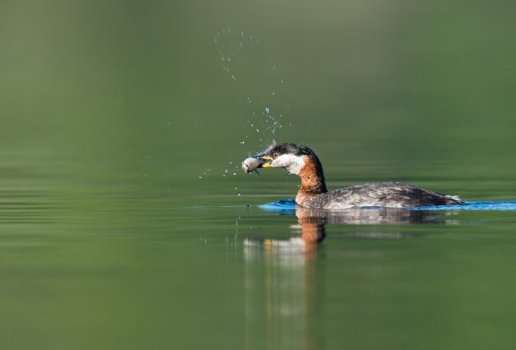 Svasso collorosso - Red-necked grebe (Podiceps grisegena)