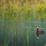 Svasso collorosso - Red-necked grebe (Podiceps grisegena)