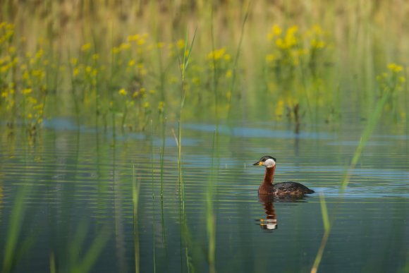 Svasso collorosso - Red-necked grebe (Podiceps grisegena)